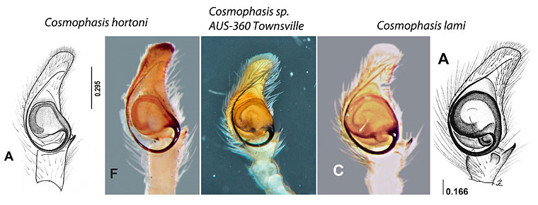 Cosmophasis lami Berry, Beatty & Prszyński, 1997 Lami Beach Cosmophasis