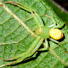 Crab Spider