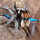 Maratus cyanofemur