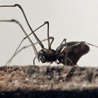 Cyatholipidae > Tekelloides australis