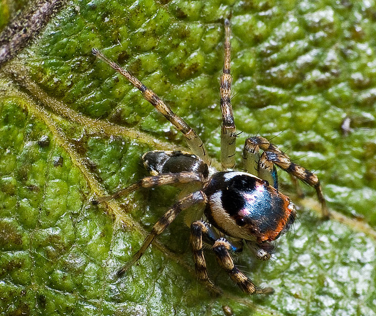 Cytaea xanthopus