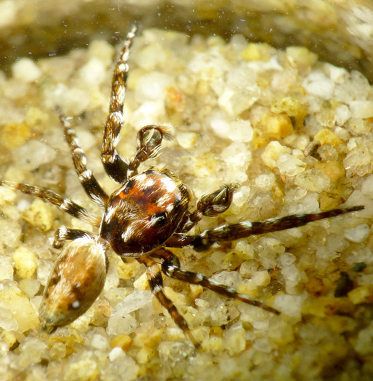 Paraphilaeus