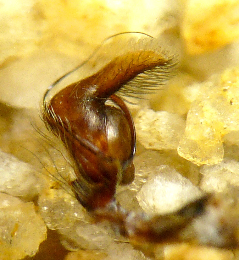 Paraphilaeus daemeli