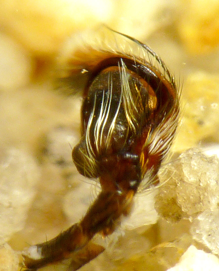 Paraphilaeus daemeli