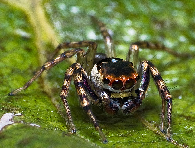 Cytaea xanthopus