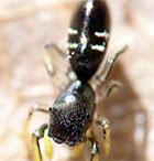 Damoetas nitidus