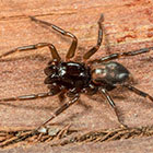 Desognaphosa yabbra