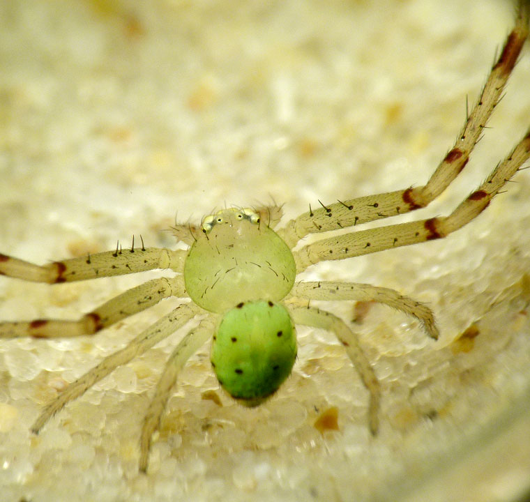 Diaea multopunctata