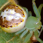 Diaea prasina