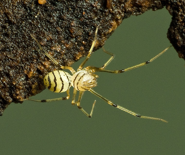 Dictis striatipes