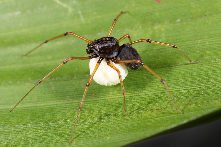 Scytodes fusca