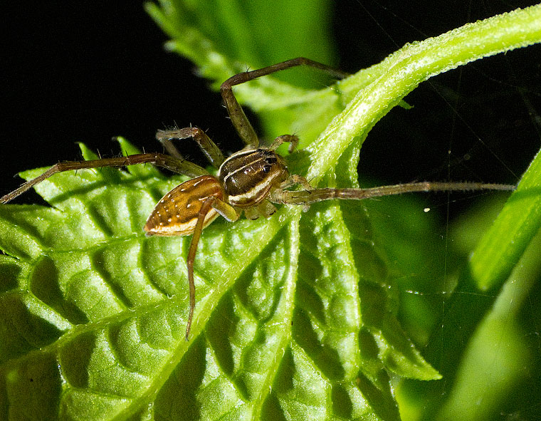 Dolomedes facetus