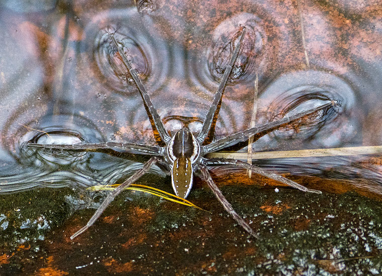 Dolomedes facetus