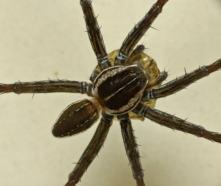 Dolomedes facetus