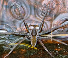 Dolomedes facetus