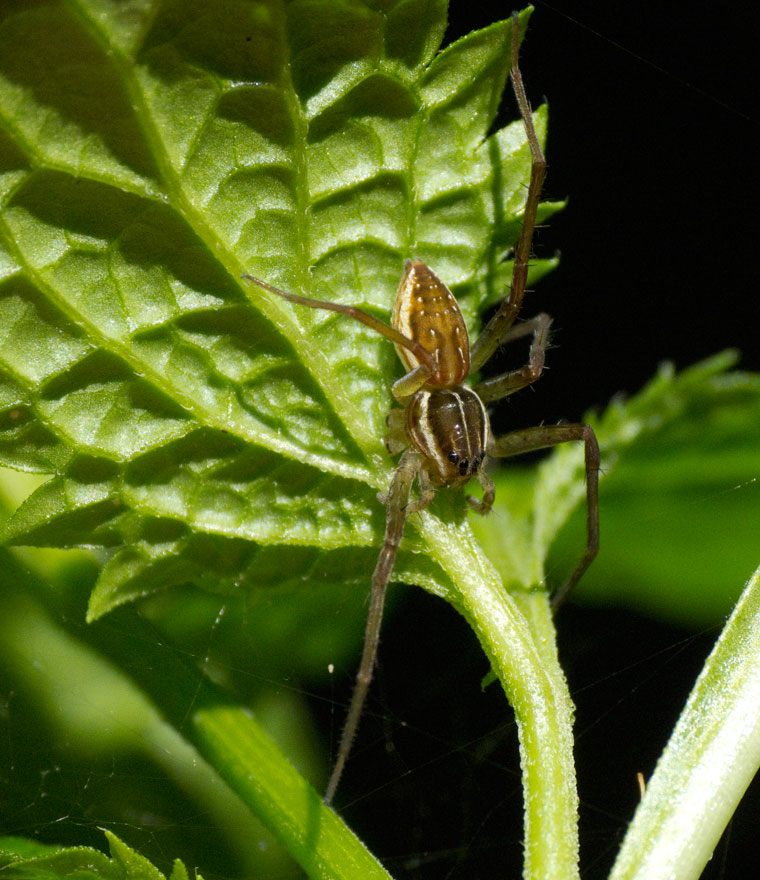 Dolomedes instabilis