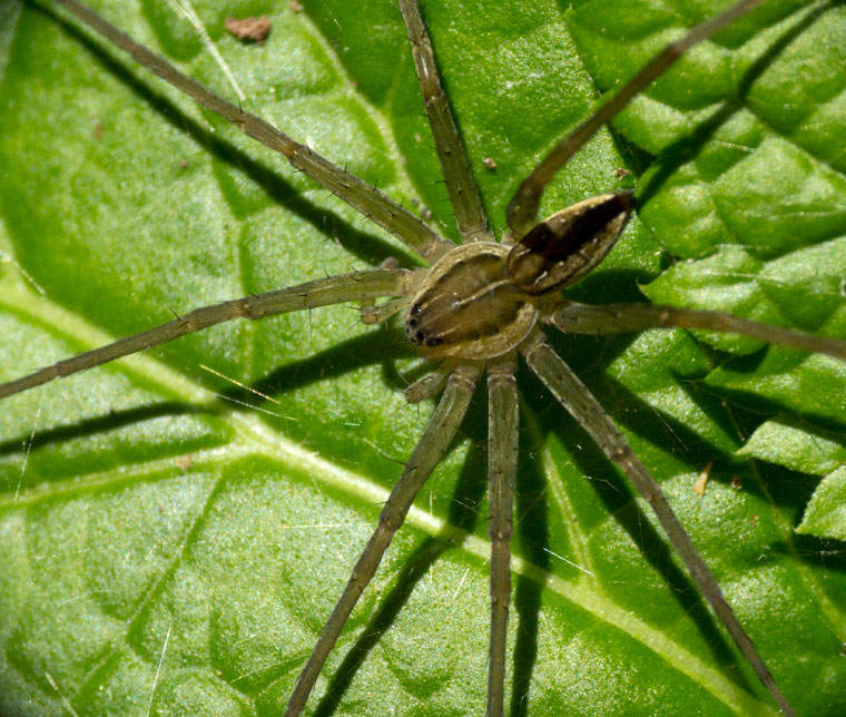 Dolomedes instabilis