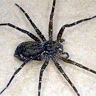 Dolomedes spp.