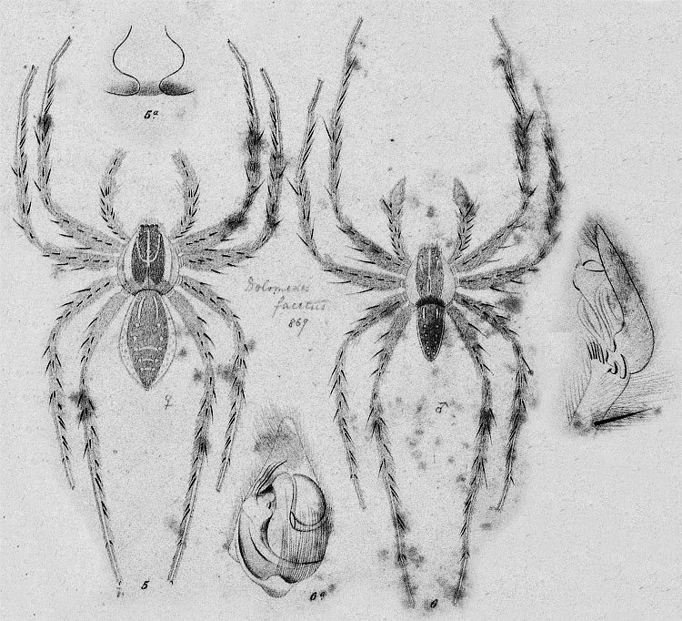 Dolomedes facetus