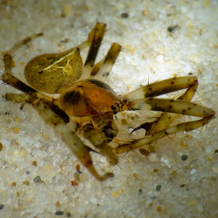 Eriophora cf Novakiella