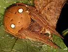 Eriophora transmarina Garden Orb Weaver