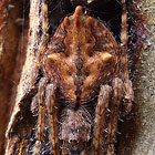 Eriophora pustulosa