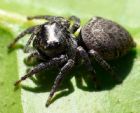 Euryattus bleekeri