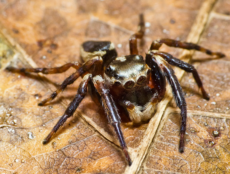 Euryattus sp