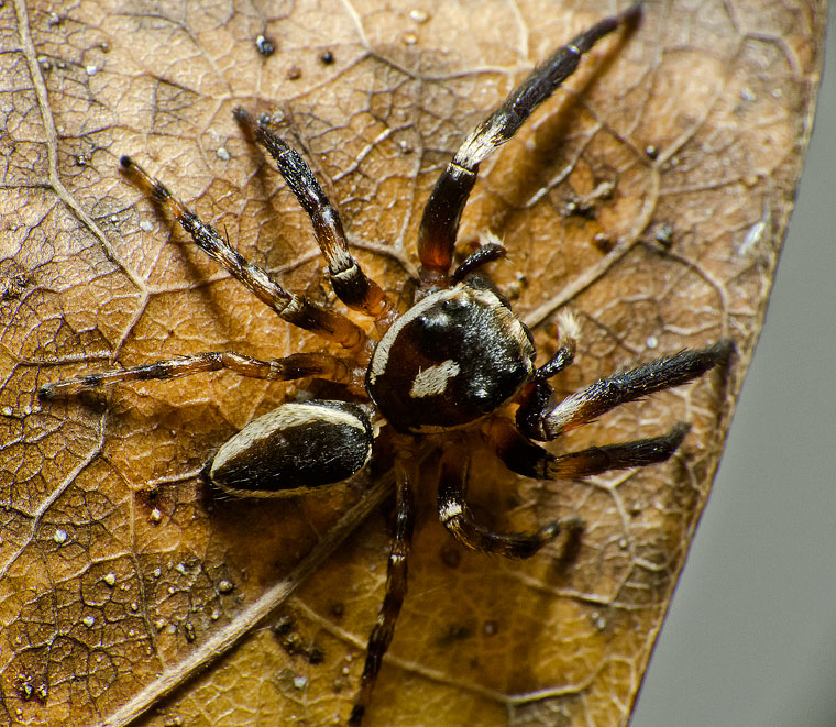 Euryattus sp