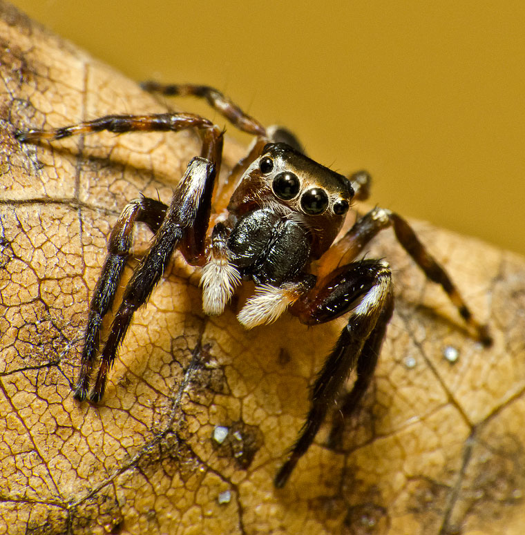 Euryattus sp