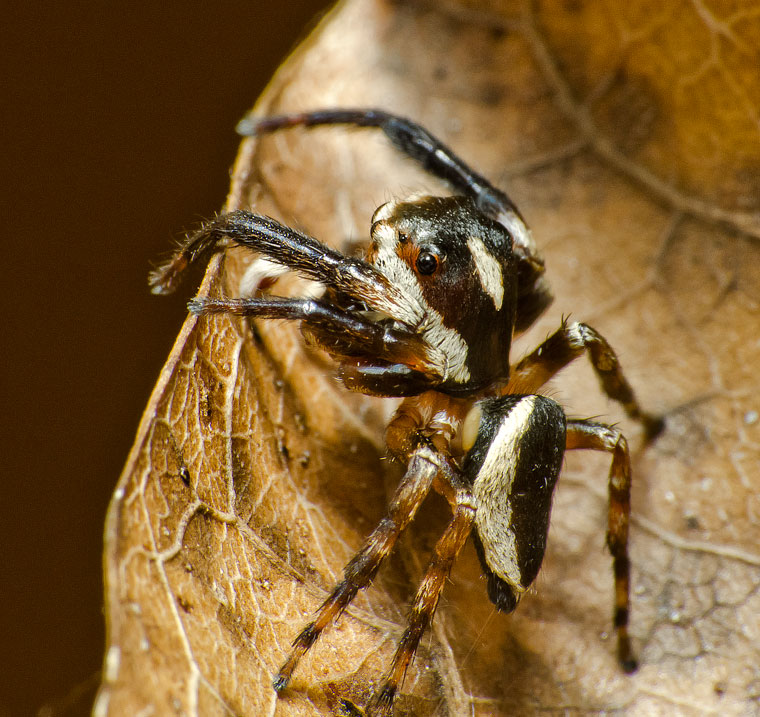 Euryattus sp