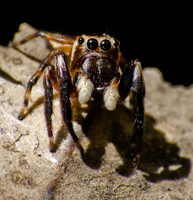 Euryattus sp