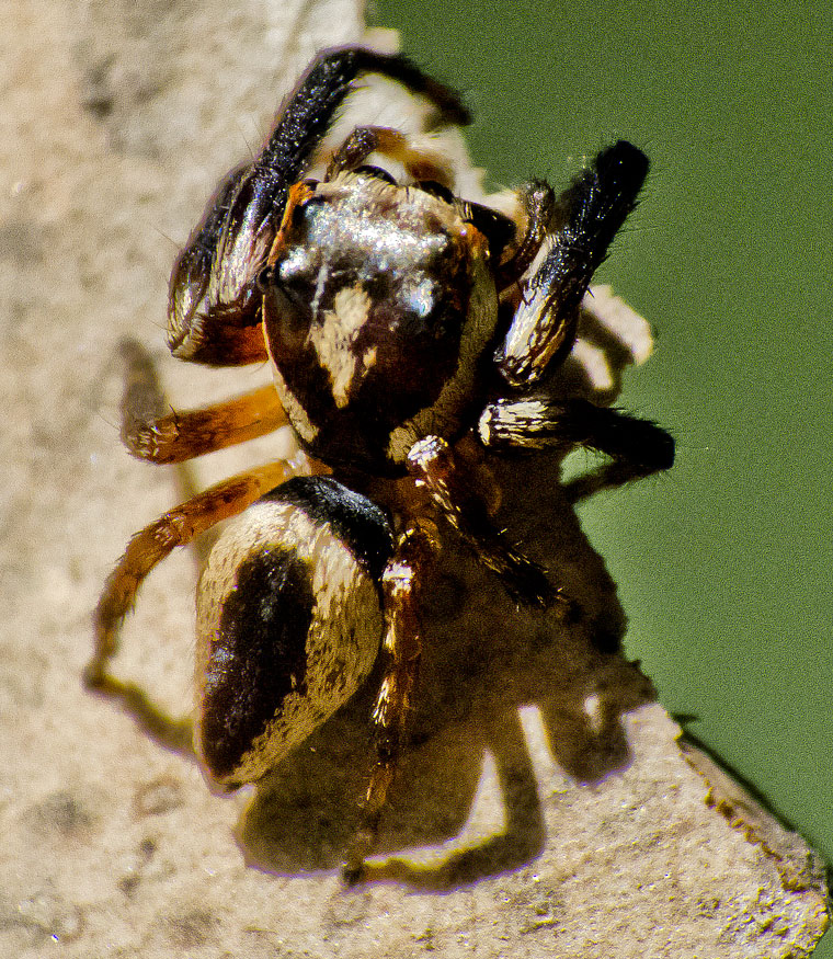 Euryattus sp