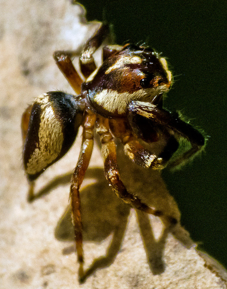 Euryattus sp