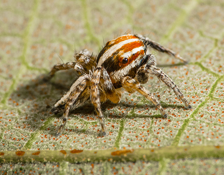 Evarcha infrastriata