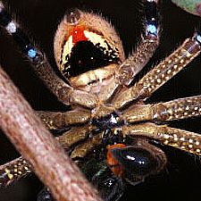 Neosparassus calligaster