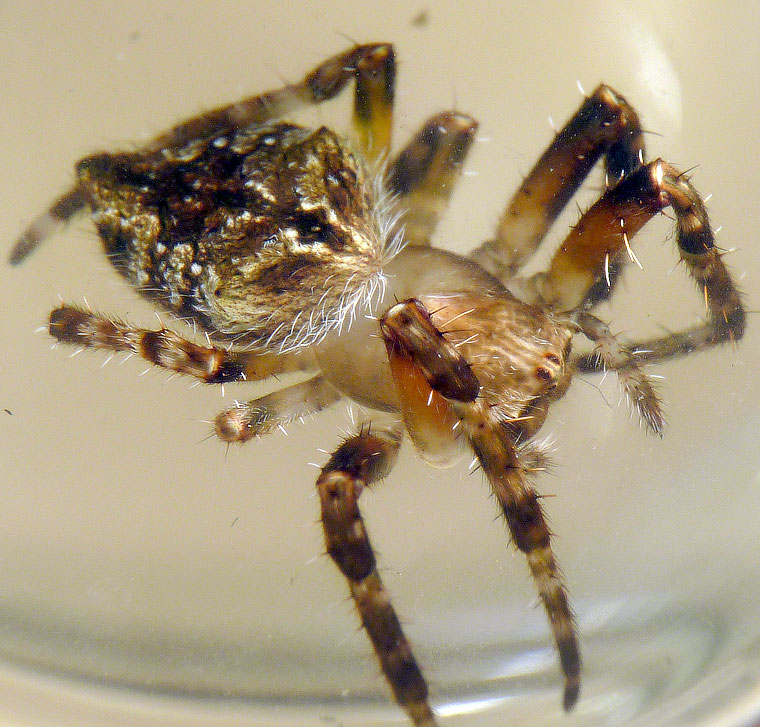 'Araneus' sp fuliginata group