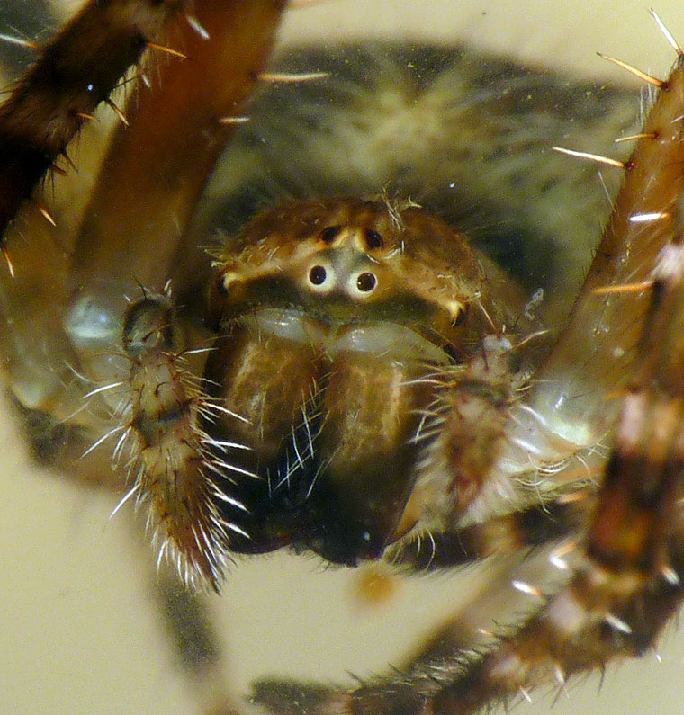 'Araneus' sp fuliginata group