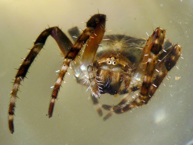 'Araneus' sp fuliginata group