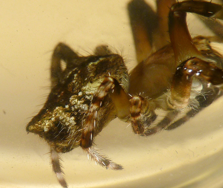 'Araneus' sp fuliginata group