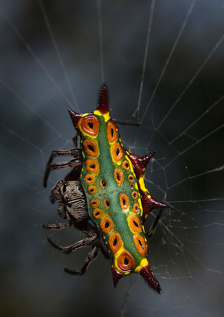 Gasteracantha westringis