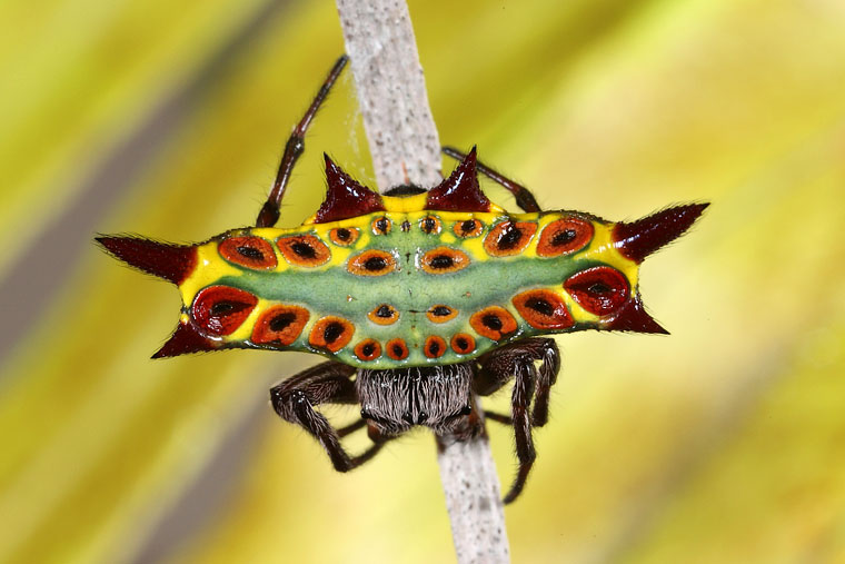 Gasteracantha westringi