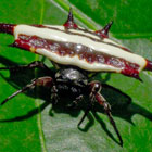 Gasteracantha fornicata