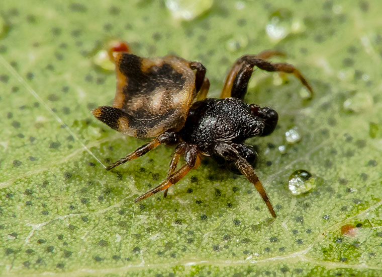 Gasteracantha fornicata 