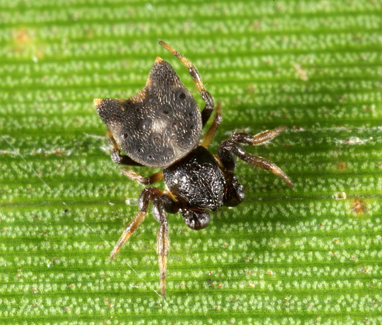 Gasteracantha westringi