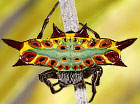 Gasteracantha westringi