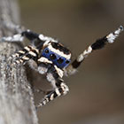 Salticidae Maratus personatus