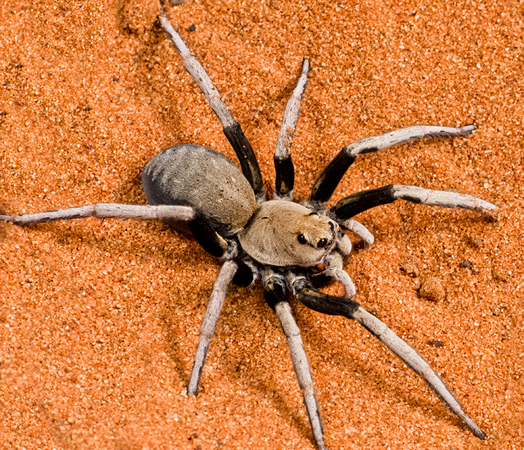 Hoggicosa bicolor