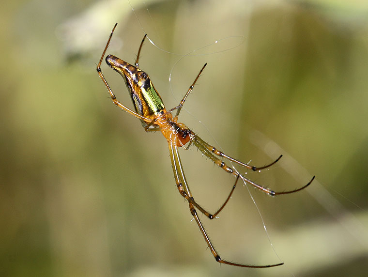 Leucauge decorata