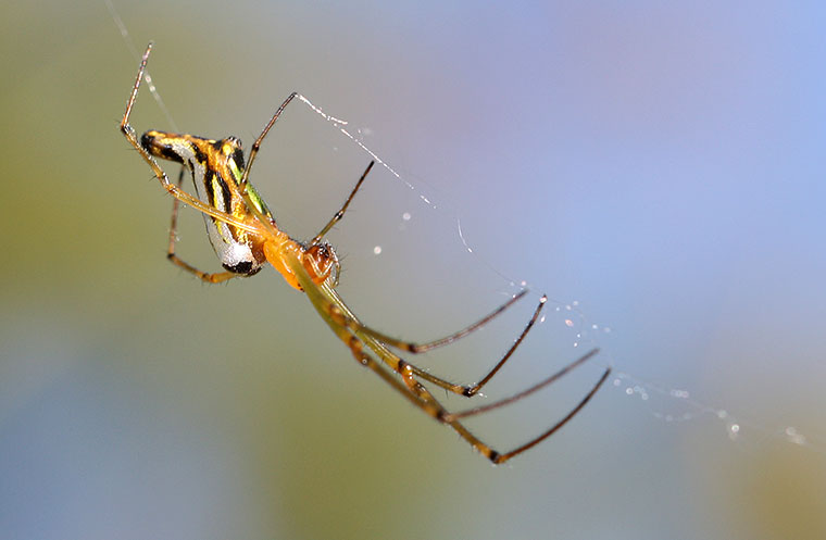 Leucauge decorata